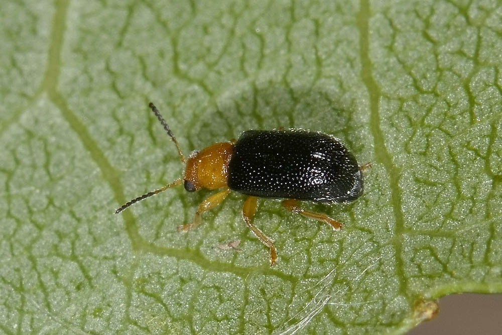 Zeugophora cf. subspinosa - Chrysomelidae